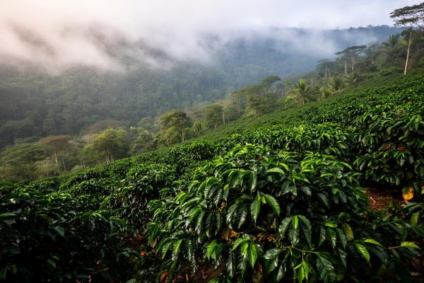 coffee-farm-Bfa0_QcS